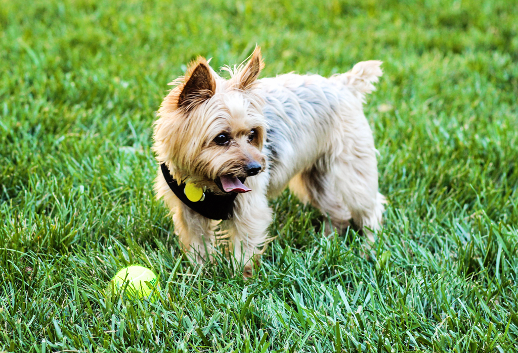 madison-the-adorable-female-yorkie