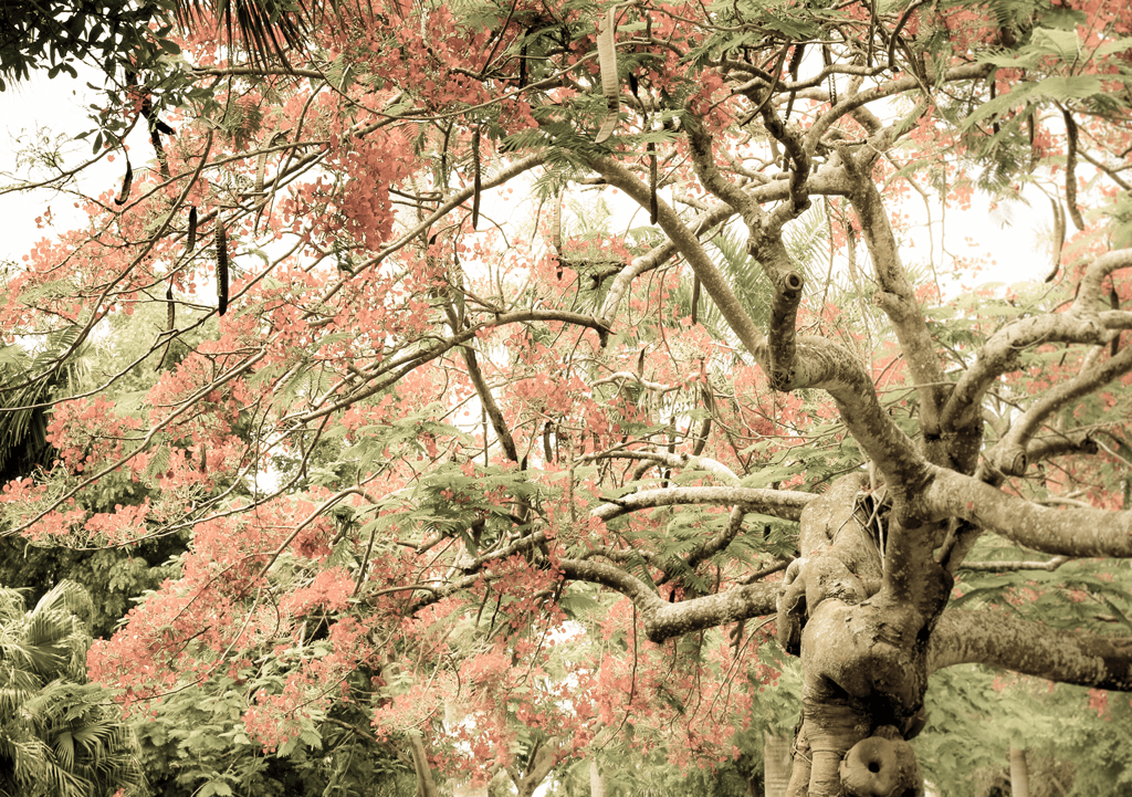 poinsetta-trees-florida