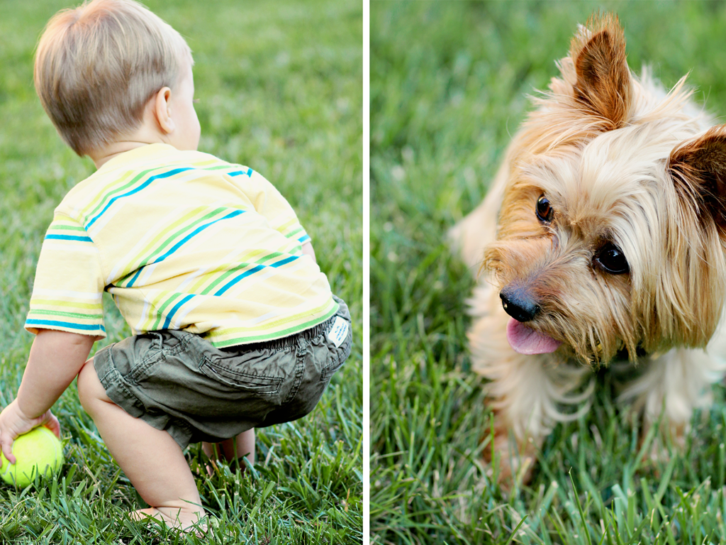 toddler-boy-and-madison-yorkshire-dog
