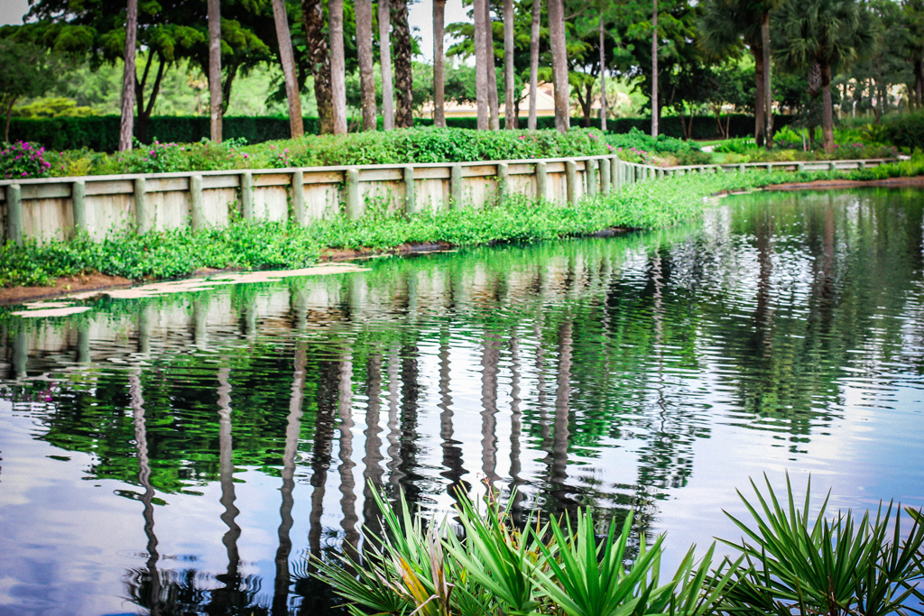 tree-reflections-on-a-beautiful-pond
