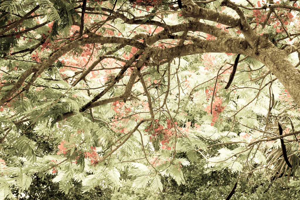 tropical-vintage-fine-art-florida-trees