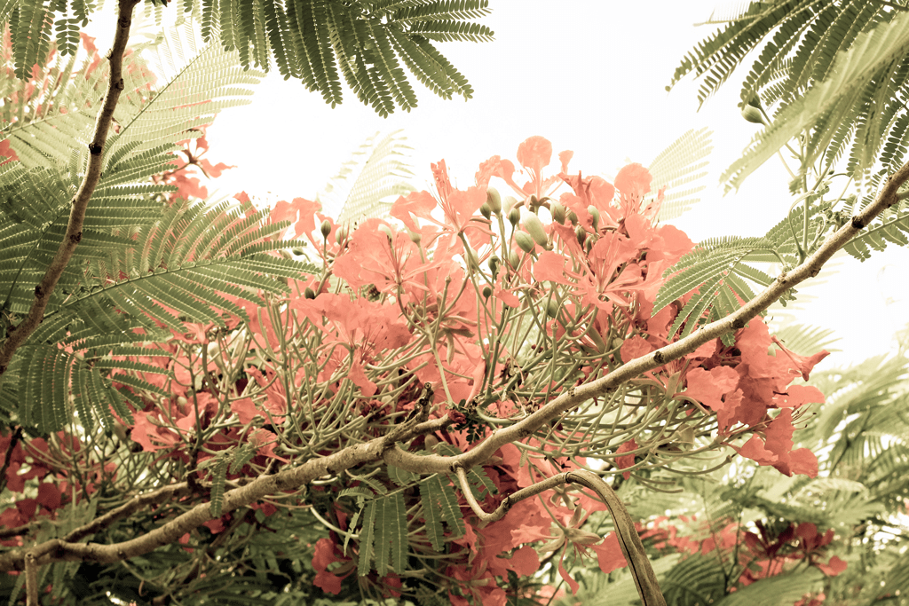 vintage-fine-art-trees-florida