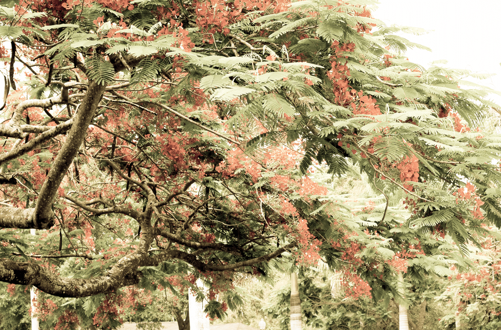 vintage-trees-florida