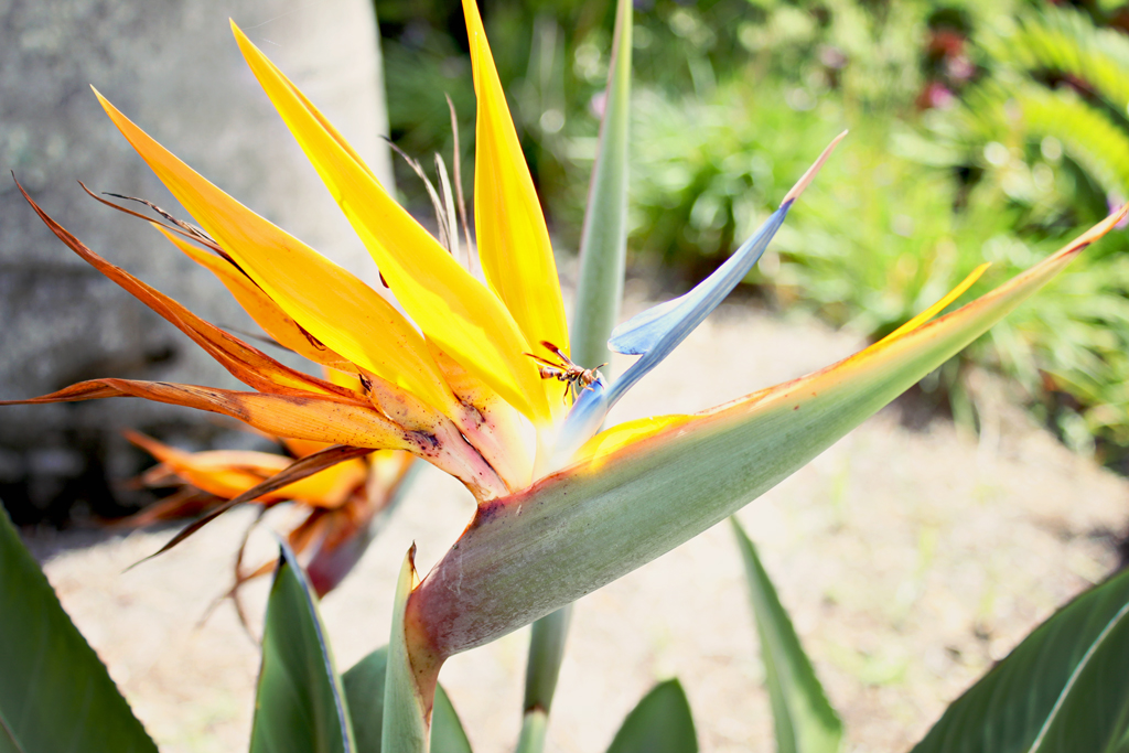 yellow-flower-waspbee
