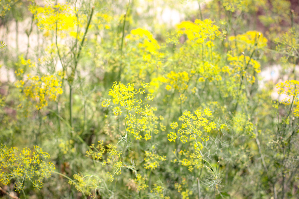 yellow-queen-lace-flowers-indiana