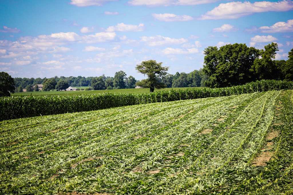 farmland-indiana4