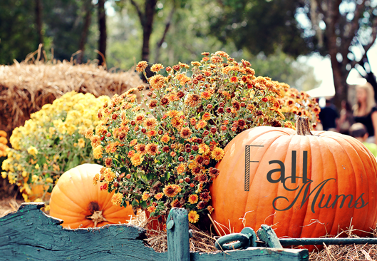 Fall Munm A Last Peek Into Fall… | Pride in Photos