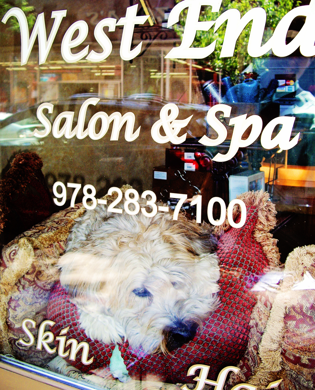 how-much-is-that-doggie-in-the-window