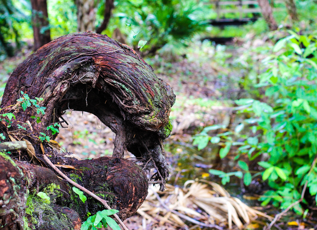 tree-carved-into-animal