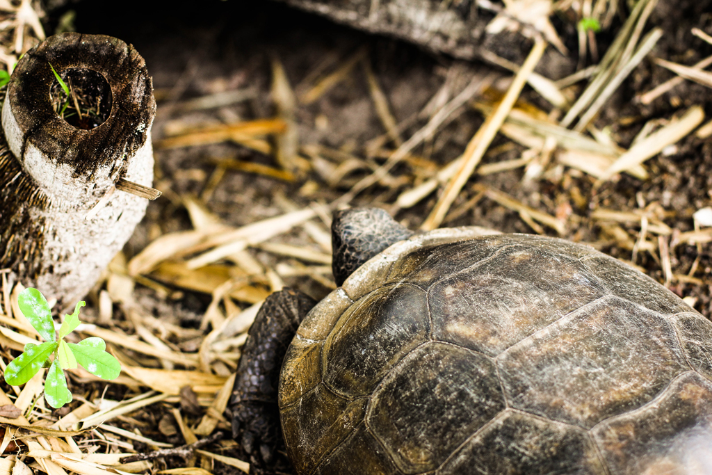 turtle-going-into-hole