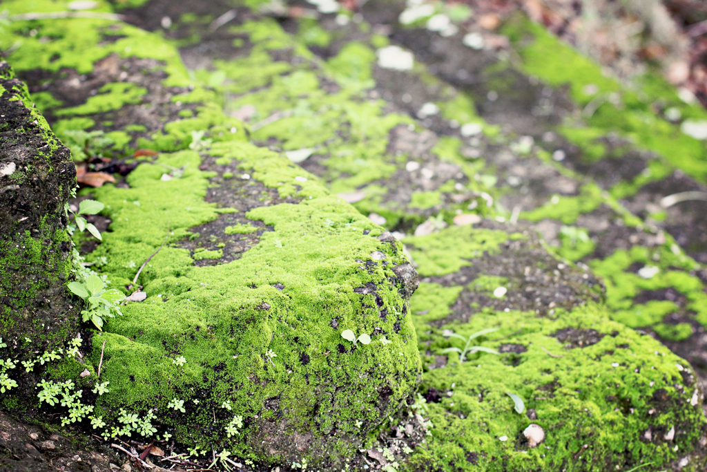 green-moss-on-cement-stairs-koreshan-community