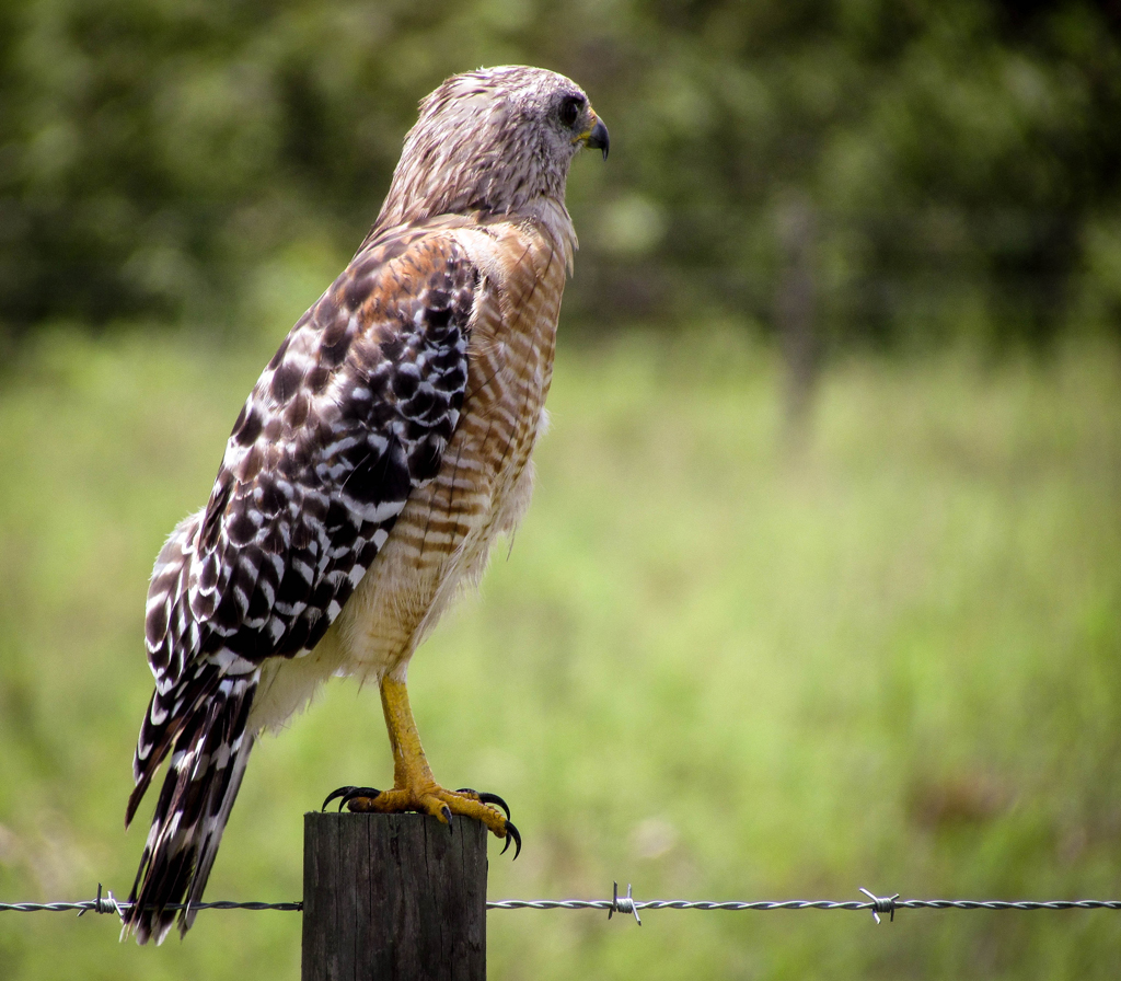hawk in naples florida