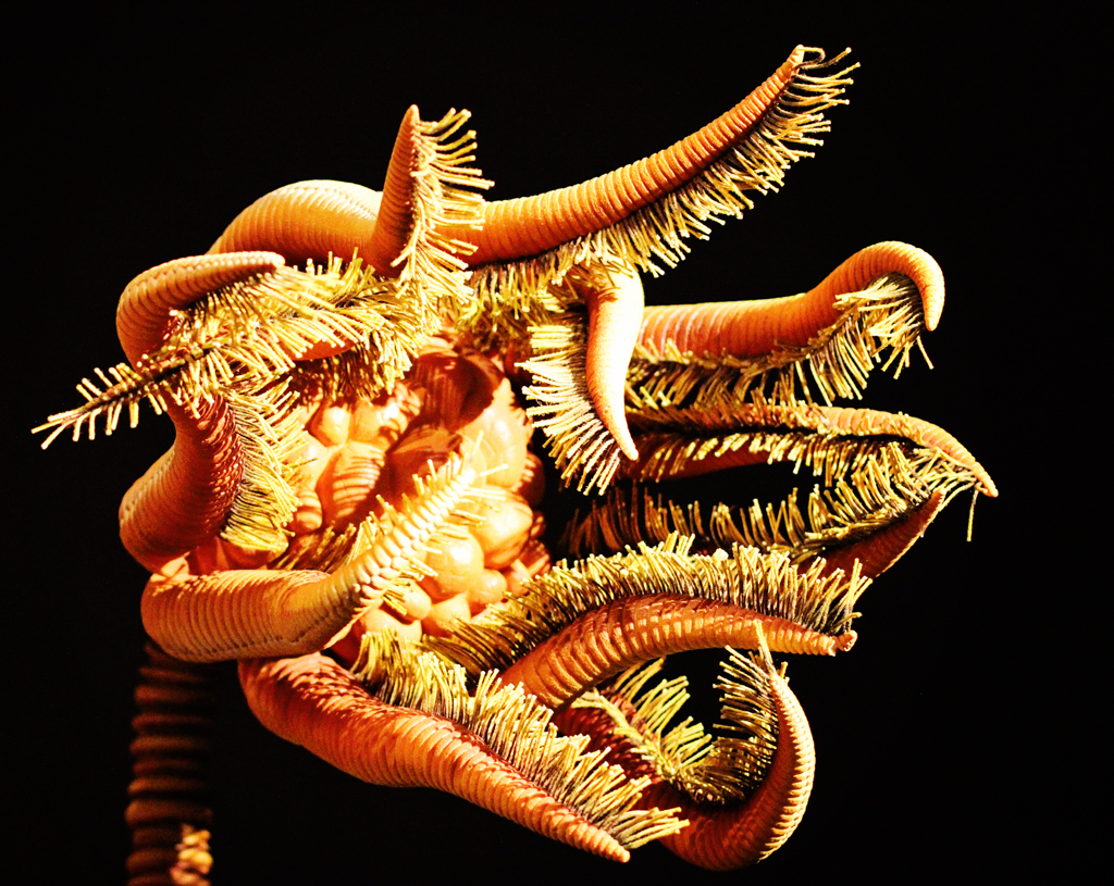 cactus-in-the-museum