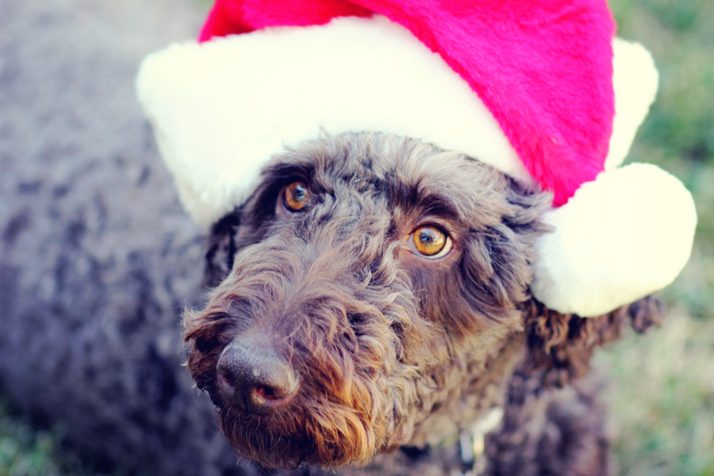 giant-poodle-christmas-photo-shoot-dog-photographer