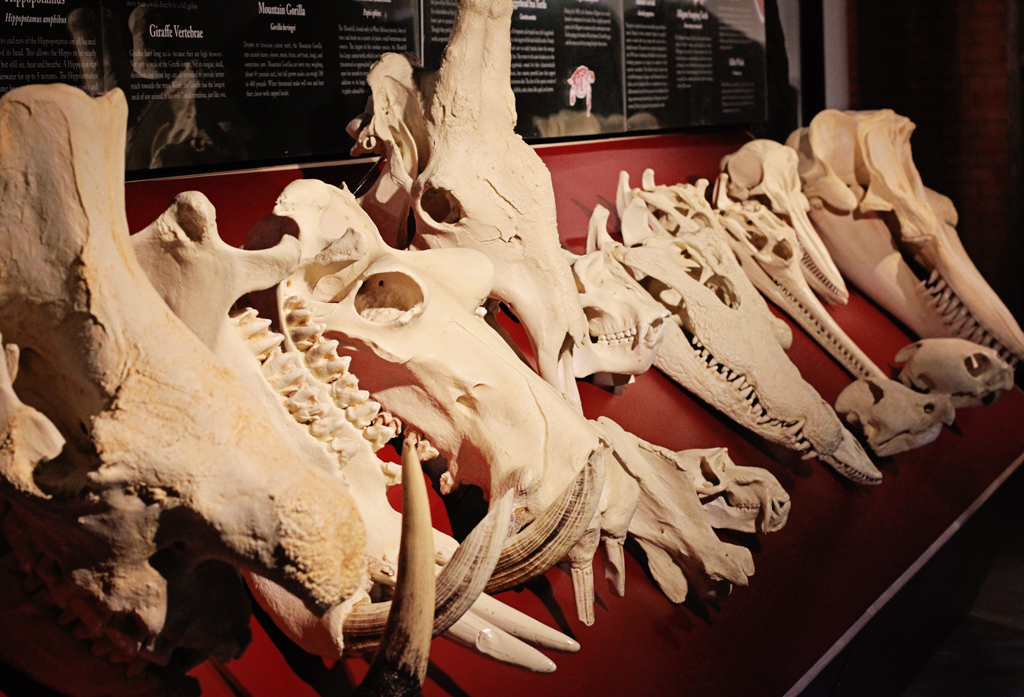 skulls-of-dinosaurers