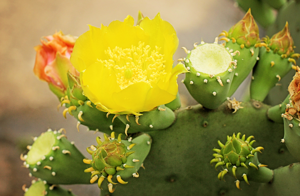 cactus-in-bloom-close-up-shot