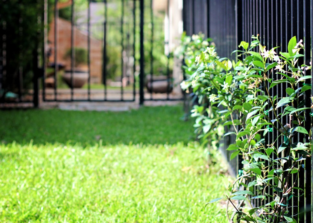 climbing-jasmine-for-your-garden