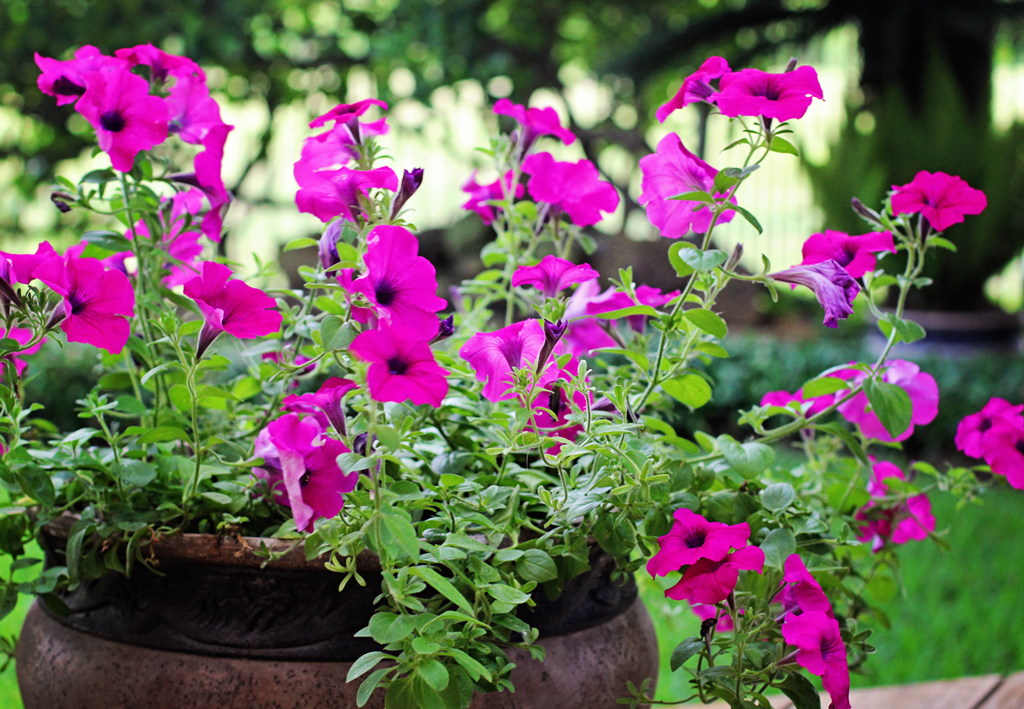 petunias-in-flower-pots