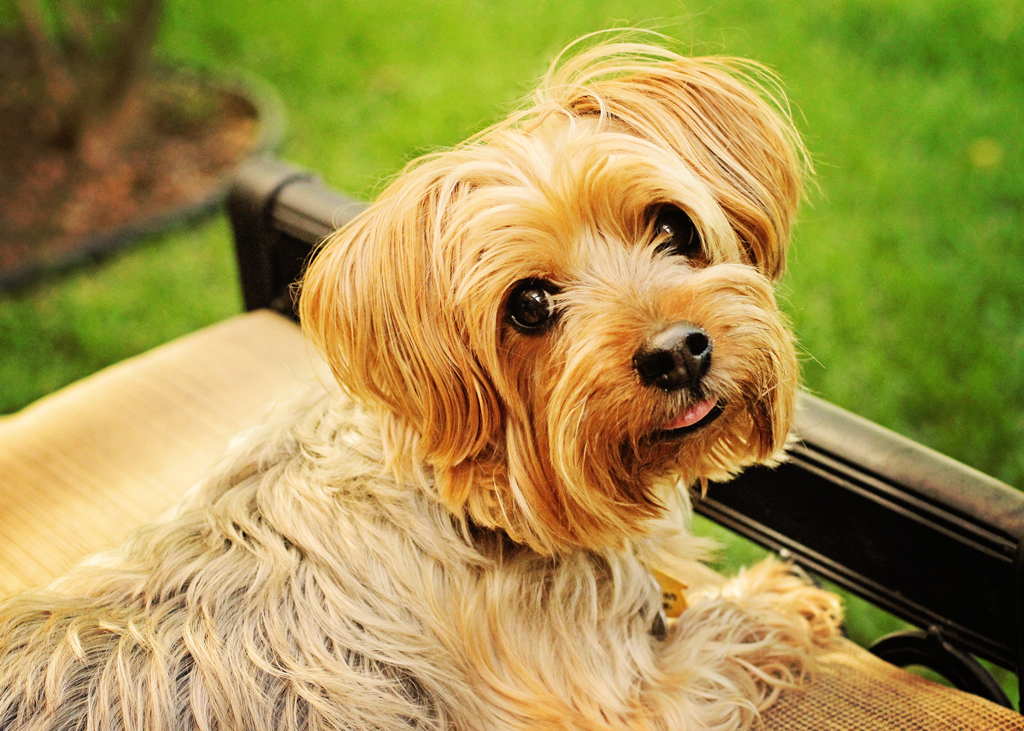 yorkie-on-deck-patio