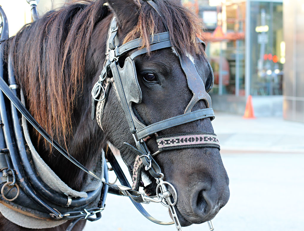 horse-carriage-hermann-park