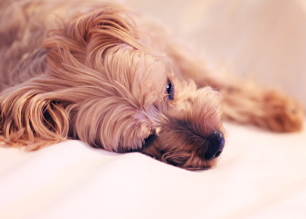 yorkshire-terrier-9-years-old-going-to-bed