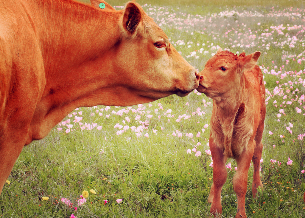 mother-and-calf-kissing-in-texas