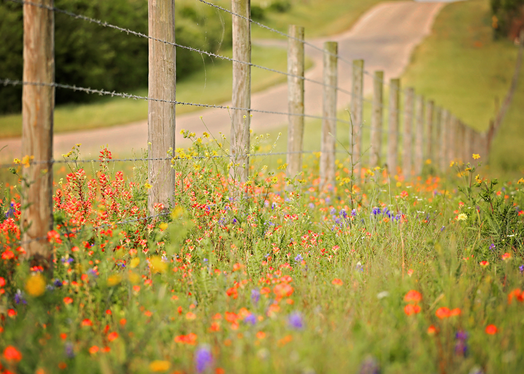 wildflowers-out-in-the-country-of-Texas