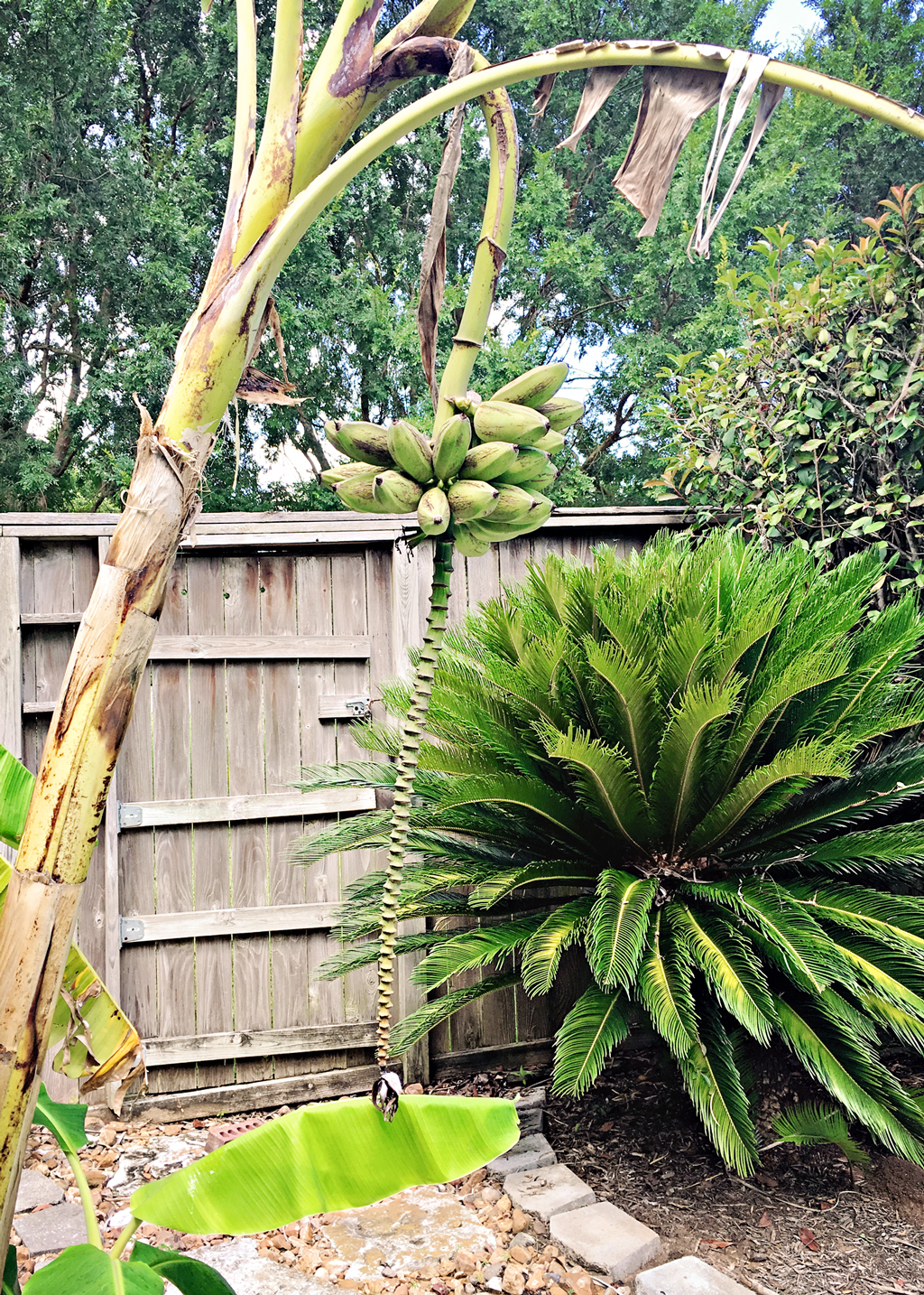 banana-tree-roots